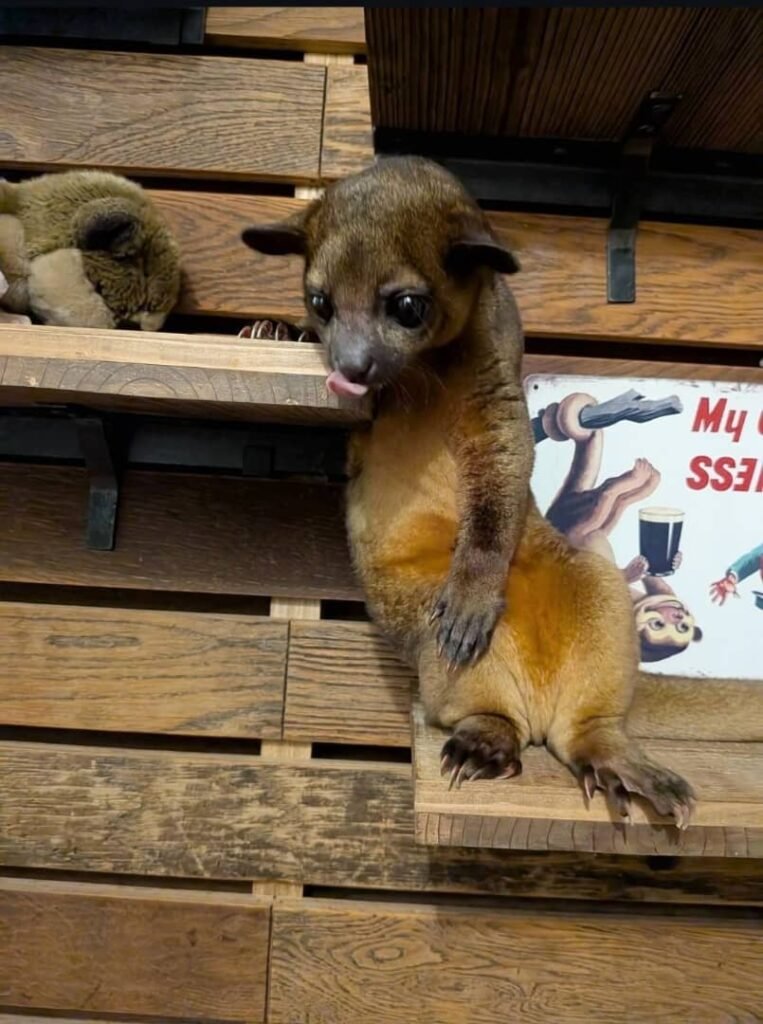 Kinkajou-Affen zu verkaufen