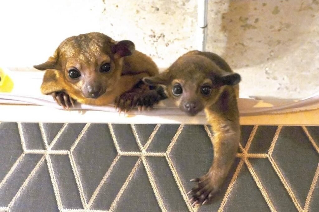 Kinkajou-Affen zu verkaufen