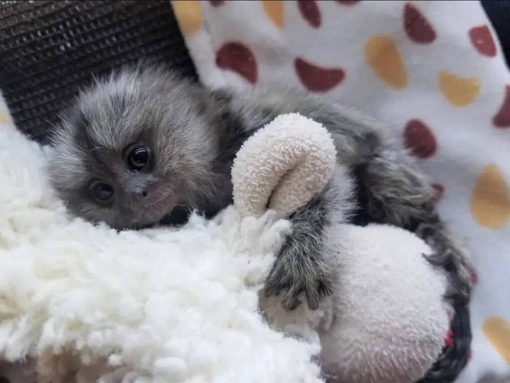 Weißbüschelaffen zu verkaufen