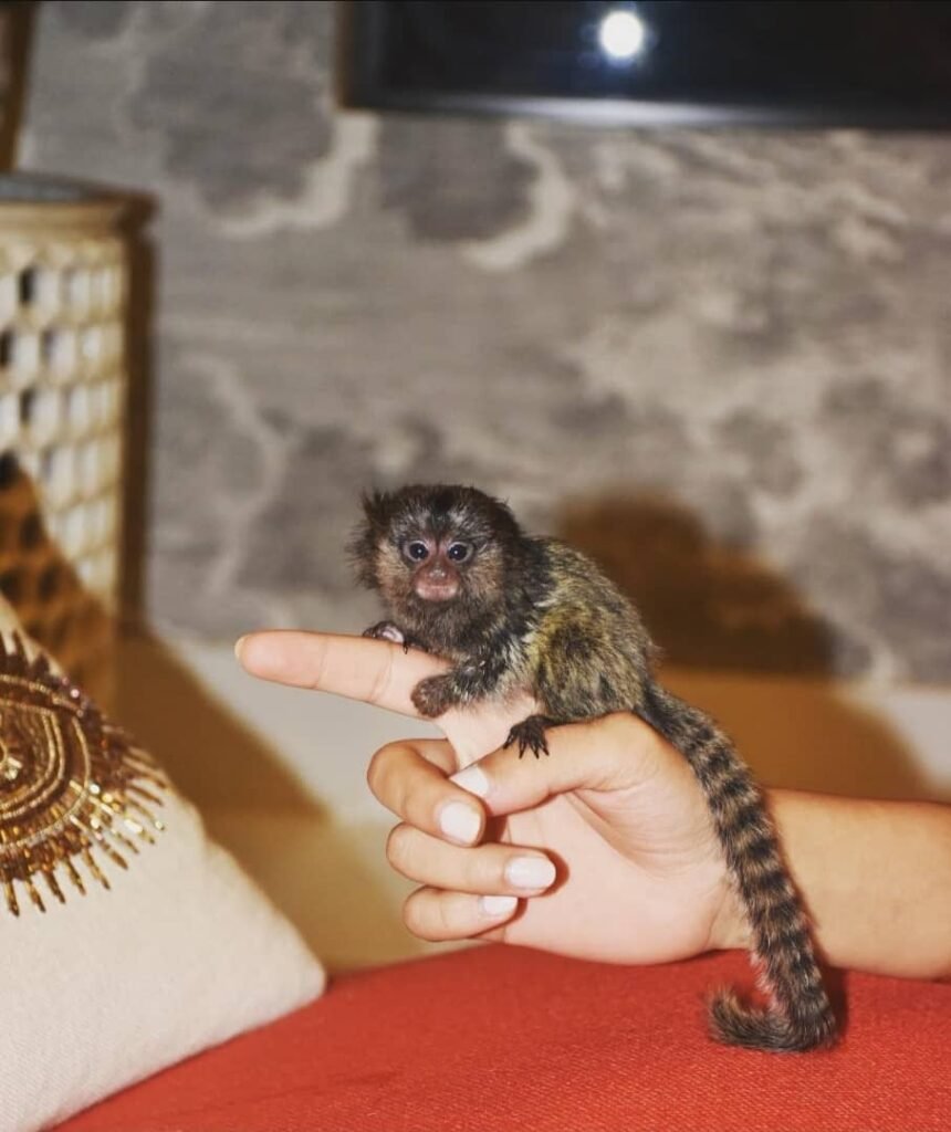 whatsapp image 2026 01 05 at 2.35.24 am (1)