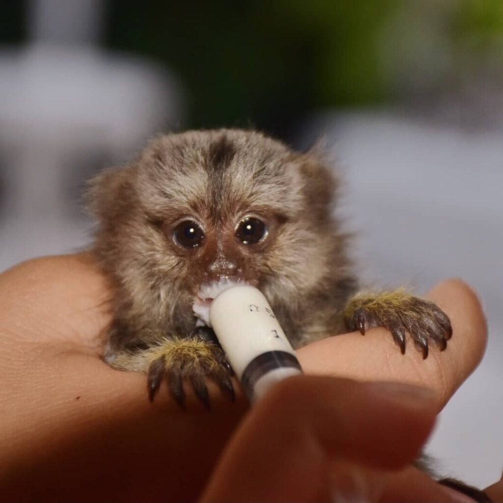 Weißbüschelaffen zu verkaufen