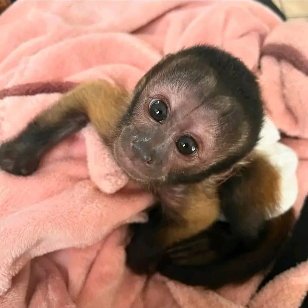 Kapuzineraffen zu verkaufen