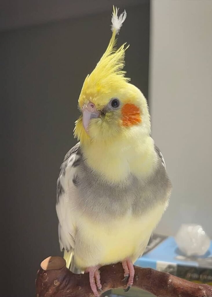 whatsapp image 2026 01 05 at 3.45.24 am (1)