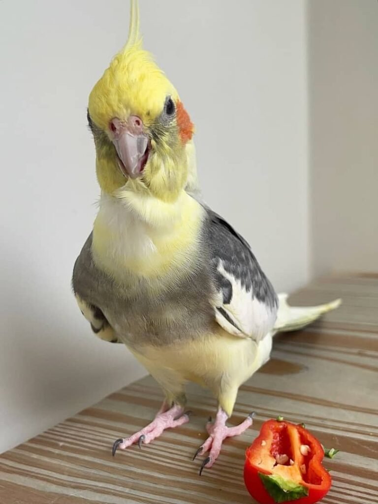 Nymphensittiche zu verkaufen