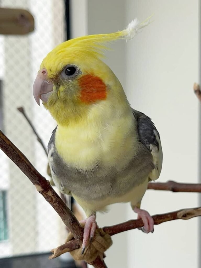 Nymphensittiche zu verkaufen