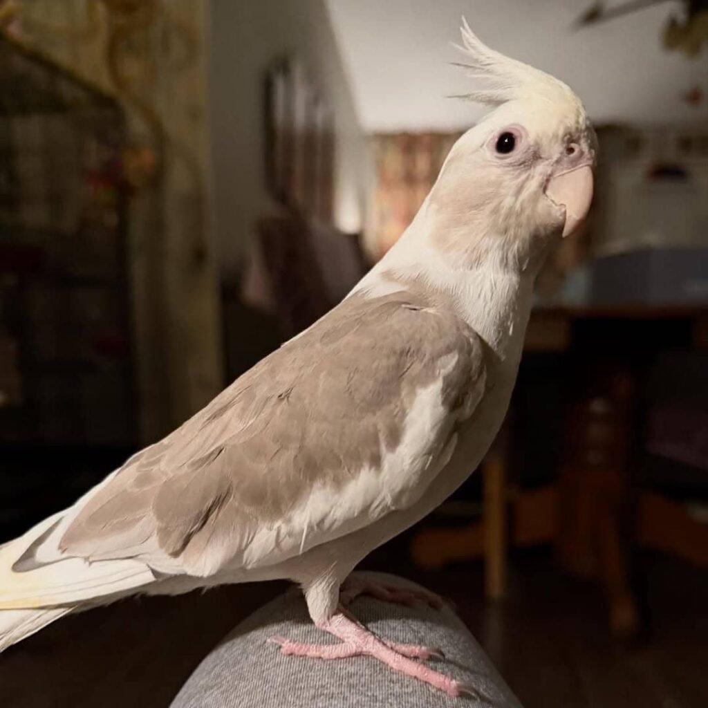 Nymphensittiche zu verkaufen