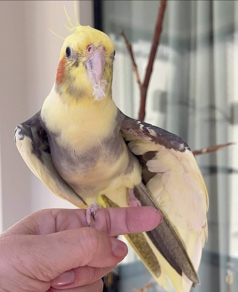 Nymphensittiche zu verkaufen