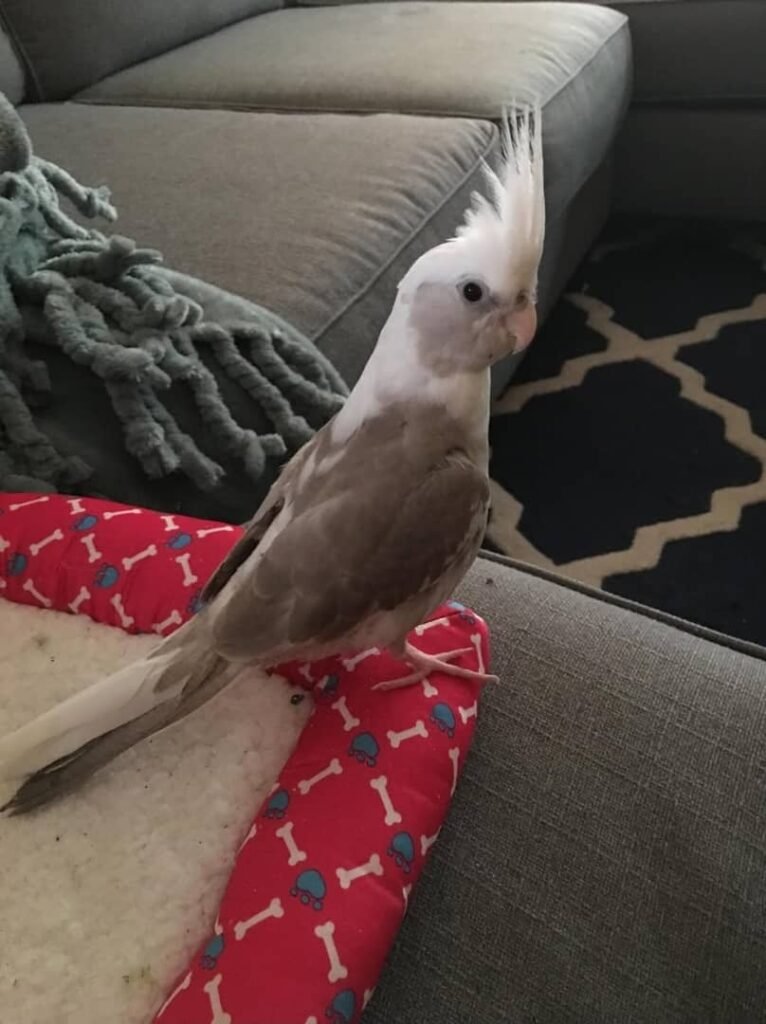 Nymphensittiche und Papageien zu verkaufen