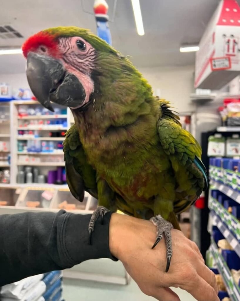 Ara-Papagei zu verkaufen