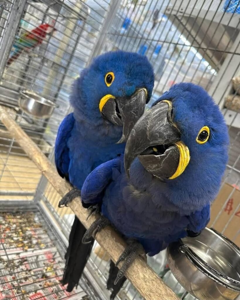 Ara-Papagei zu verkaufen