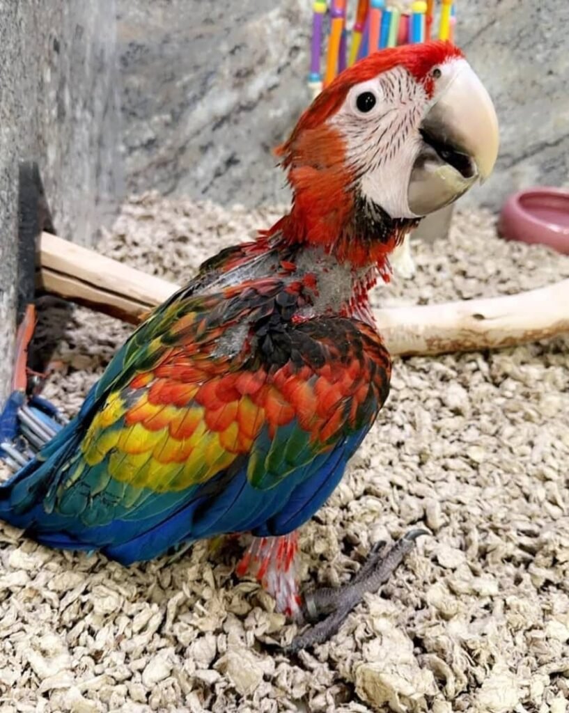 Ara-Papagei zu verkaufen