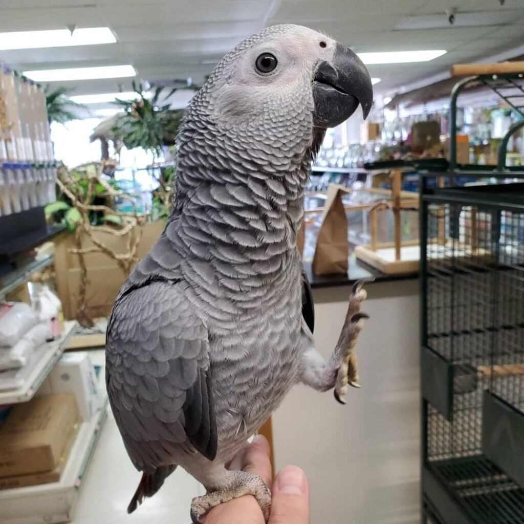 Afrikanischer Graupapagei zu verkaufen