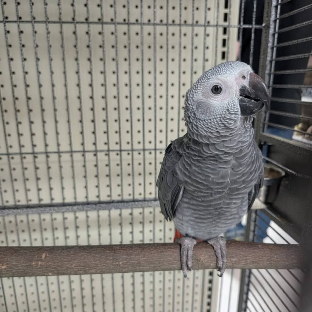 Afrikanischer Graupapagei zu verkaufen