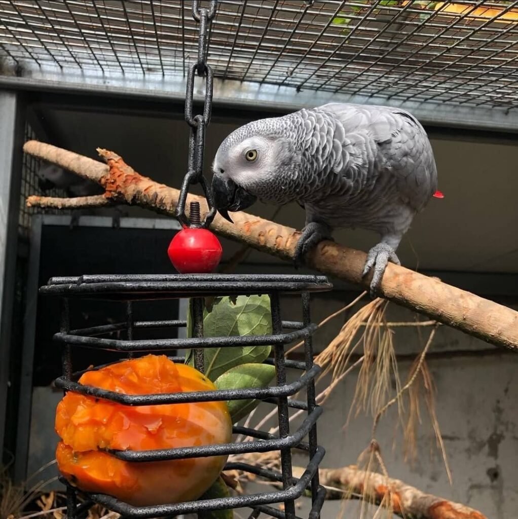 Afrikanischer Graupapagei zu verkaufen