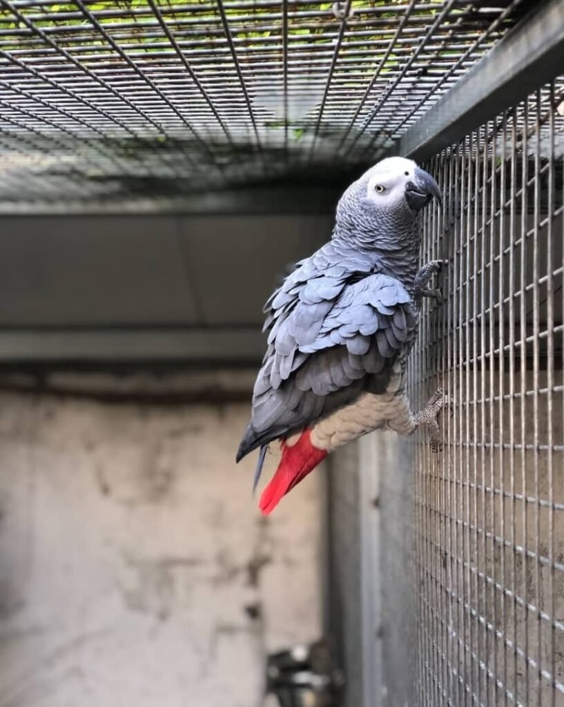 Afrikanischer Graupapagei zu verkaufen