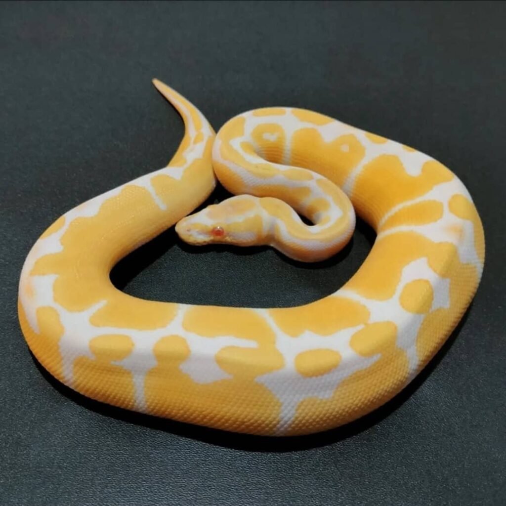 Königspython zu verkaufen