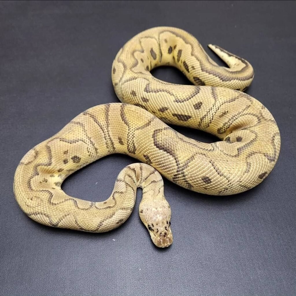 Königspython zu verkaufen