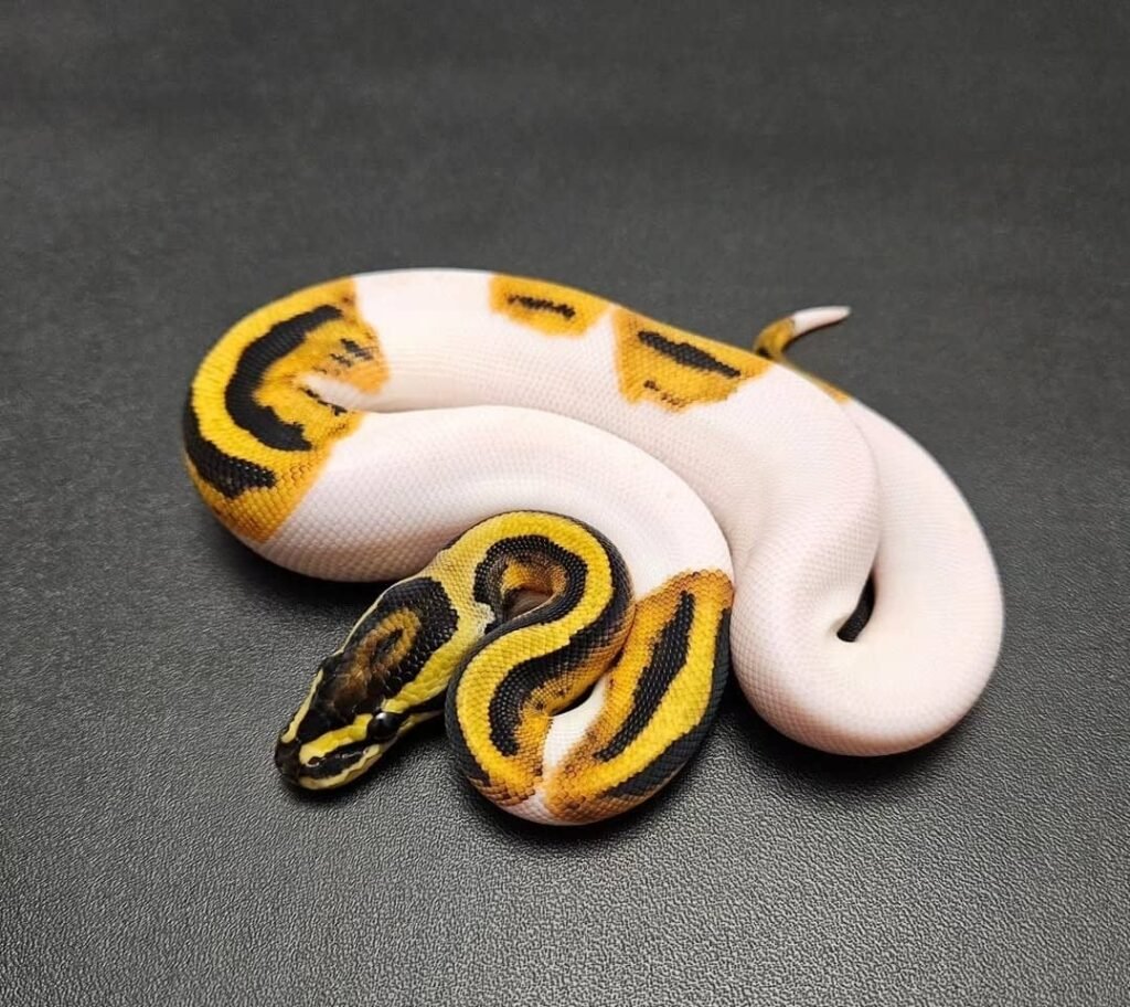 Königspython zu verkaufen