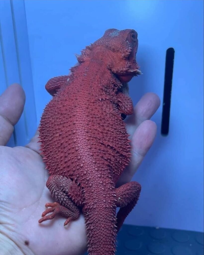 Bartagame zu verkaufen