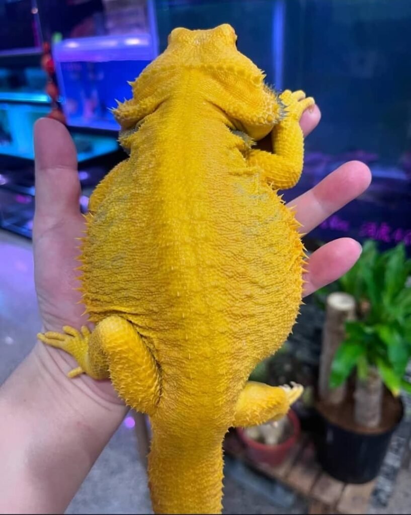 Bartagamen zu verkaufen