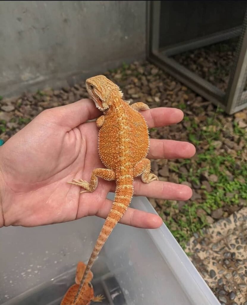 Bartagame zu verkaufen