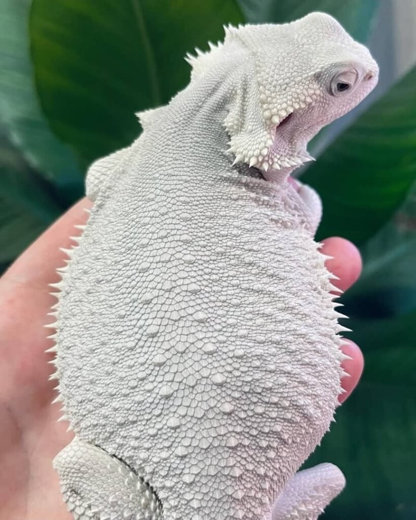 Bartagame zu verkaufen