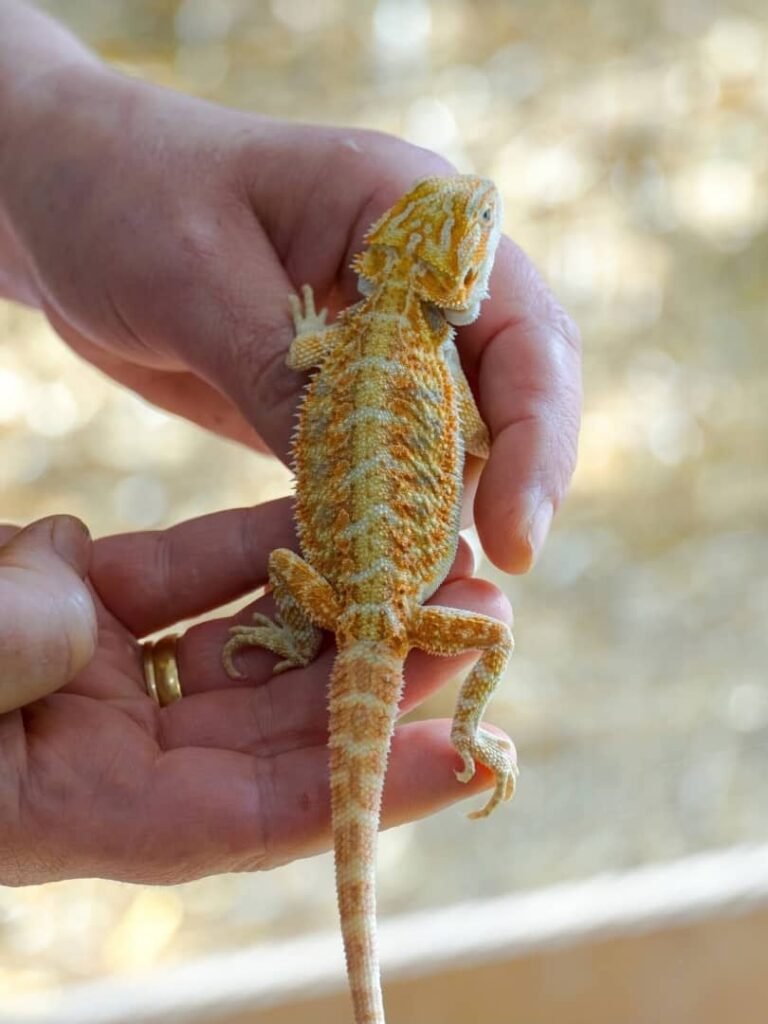 whatsapp image 2026 01 05 at 3.45.42 am (1)