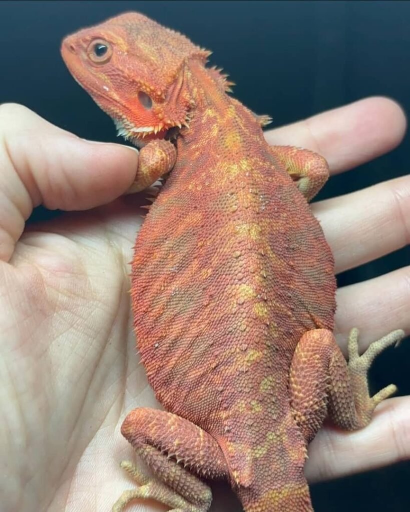 whatsapp image 2026 01 05 at 3.45.42 am