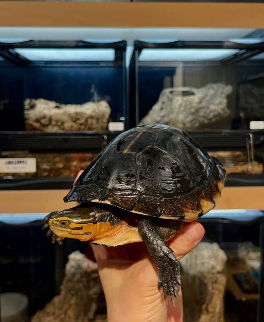 whatsapp image 2026 01 05 at 3.45.43 am (1)