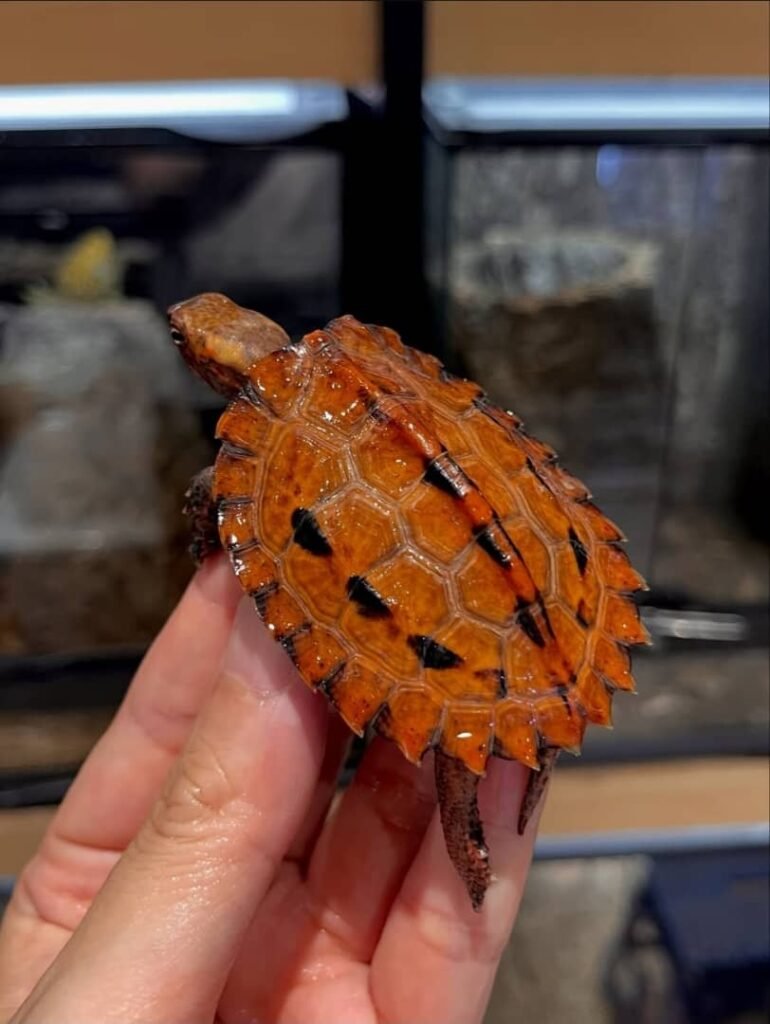 Schildkröten zu verkaufen