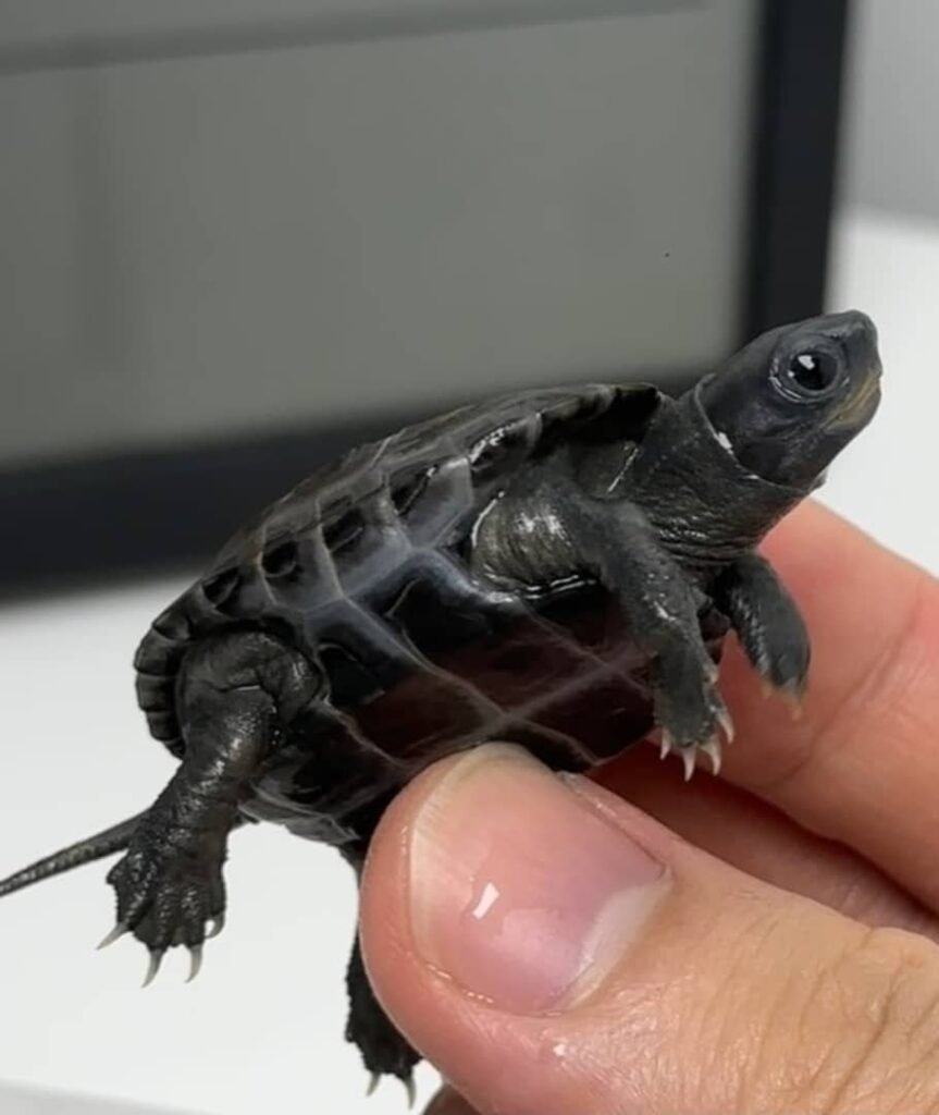 Schildkröten zu verkaufen