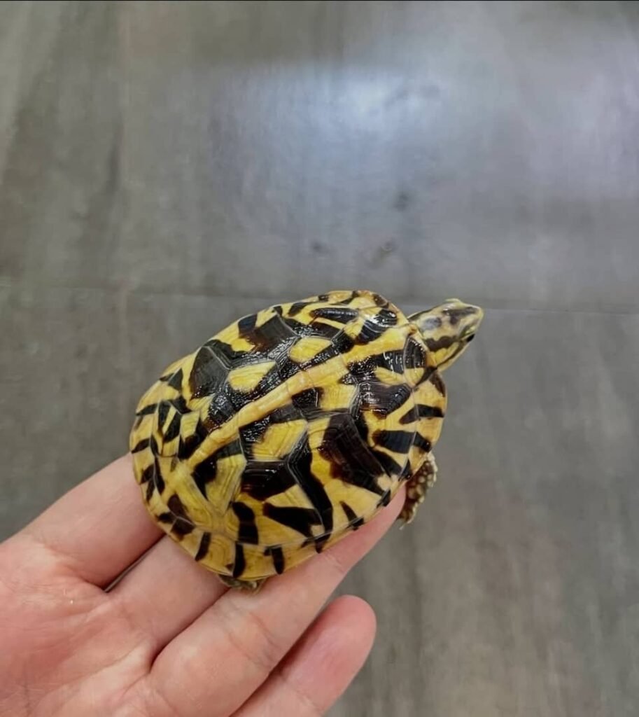 Schildkröten zu verkaufen