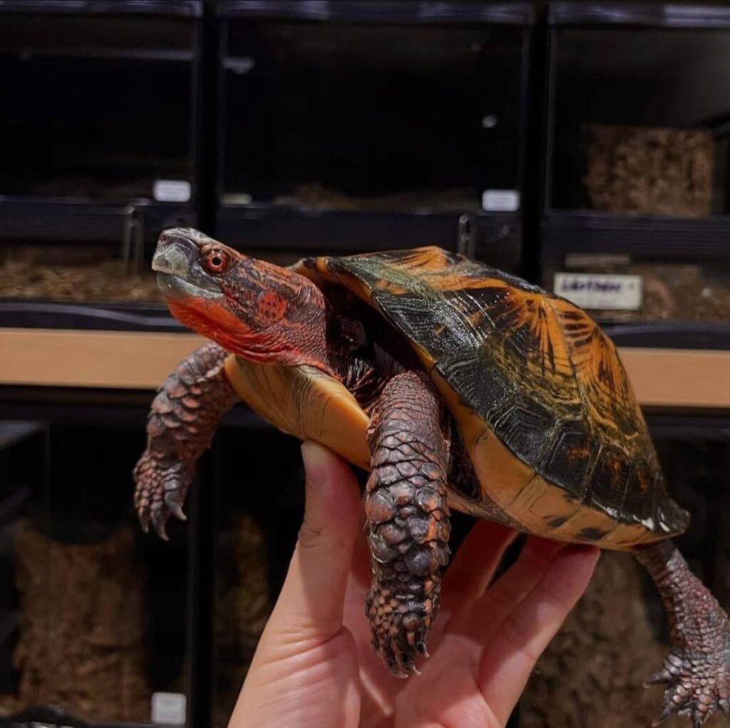 Schildkröten zu verkaufen